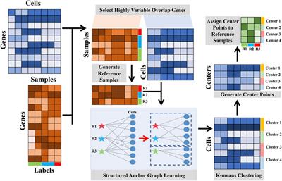 LFSC: A linear fast semi-supervised clustering algorithm that integrates reference-bulk and single-cell transcriptomes